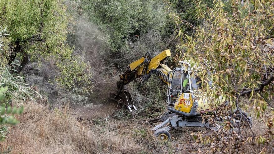 Labores de arranque de árboles afectados en la comarca de El Comtat.