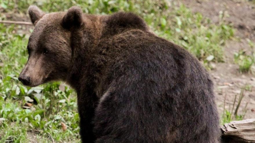 Galicia, zona de “expansión” para los osos: ya hay una presencia estable todo el año