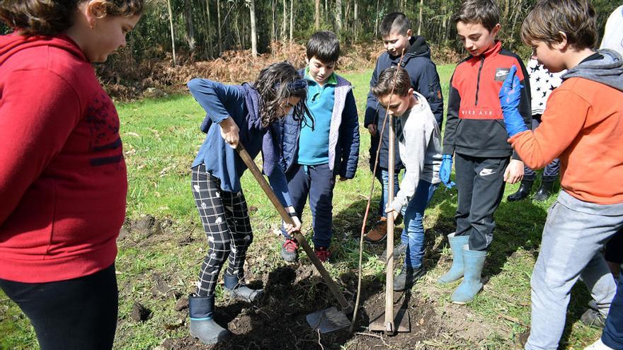 La plantación realizada por los escolares de Valga.