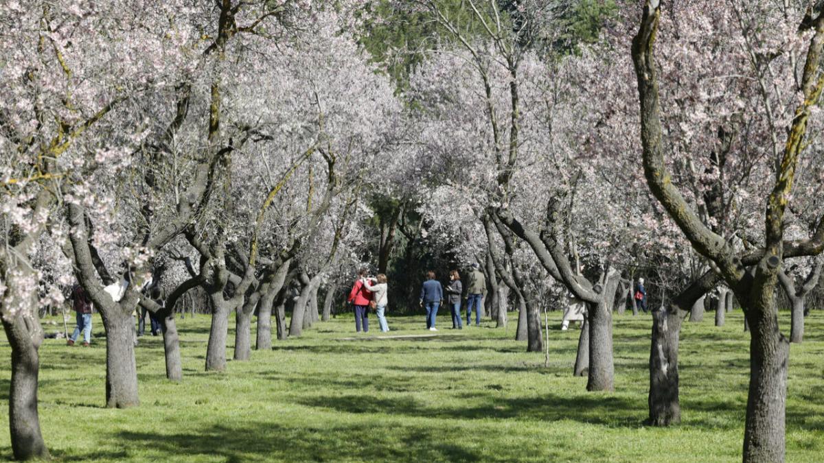 La Quinta de los Molinos florece por primera vez tras su declaración como Bien de Interés Cultural.
