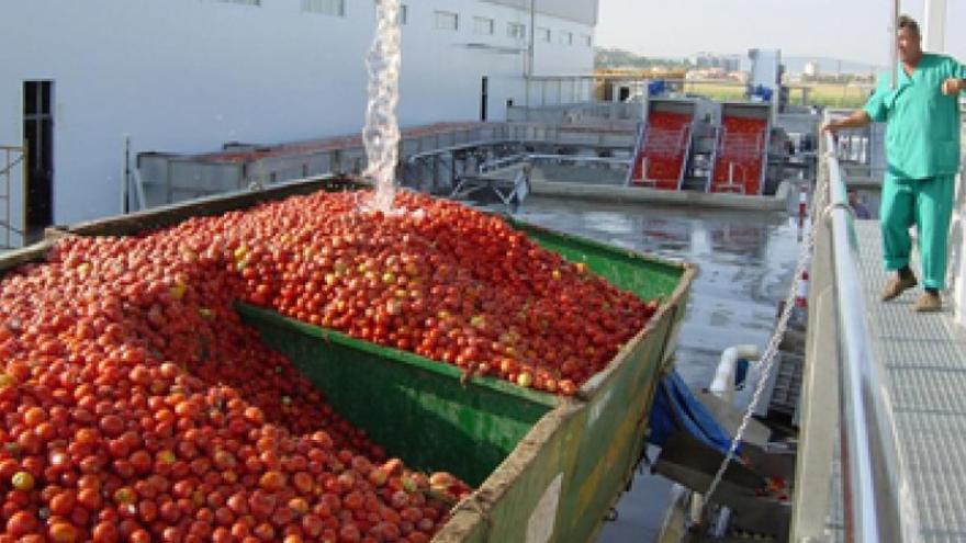 La campaña del tomate en Extremadura arranca con una caída en la producción de más del 20%