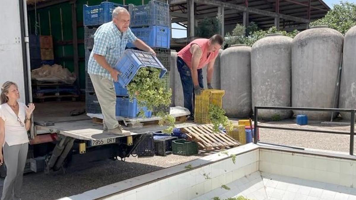 Dos viticultores descargan los primeros racimos de uva Pedro Ximénez ante la mirada de la enóloga Rocío Márquez