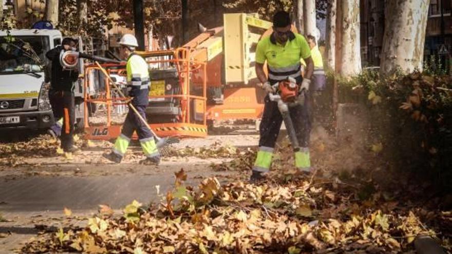 Piden más medios para retirar las hojas en Alcoy