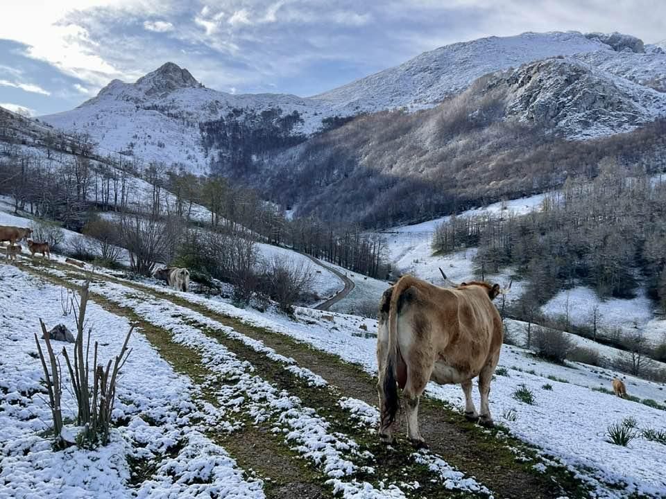 Vuelve la nieve al oriente de Asturias
