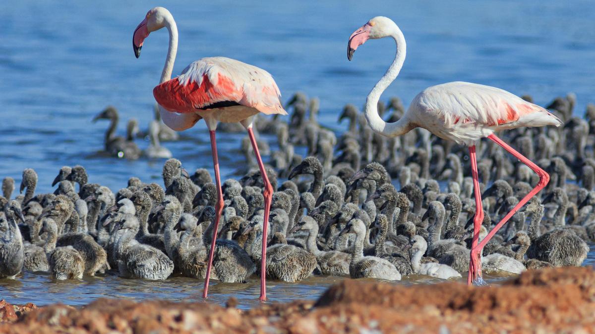 Red de rutas de avistamiento de aves.