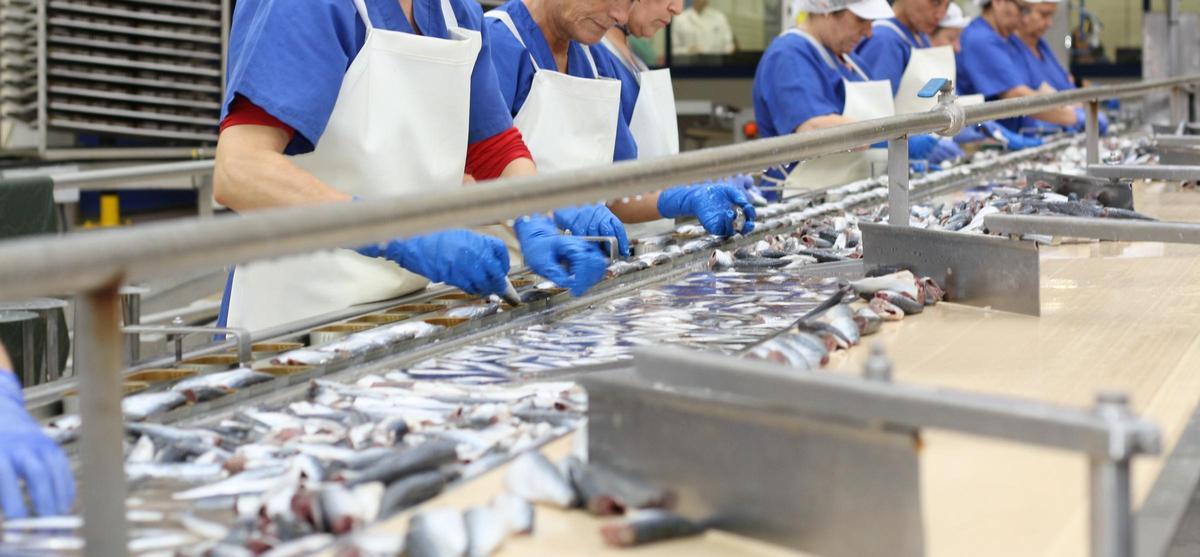 Trabajadoras de una conservera gallega procesan decenas de kilos de sardina en una línea.