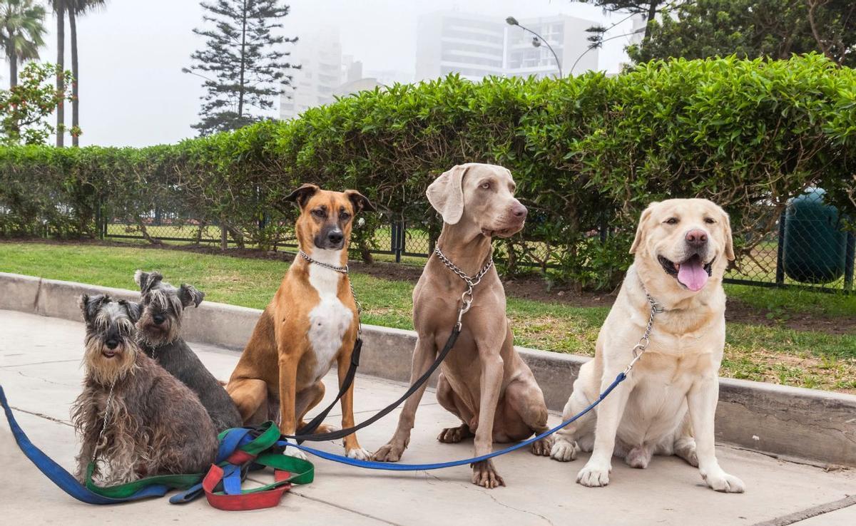 RAZAS DE PERRO | ¿Buscas el compañero perfecto? Esta es la raza de perro más cariñosa y antiestrés que existe