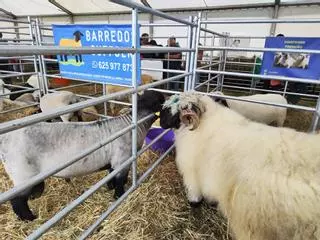 Las ovejas suizas Valais Blacknose causan sensación en Llanera