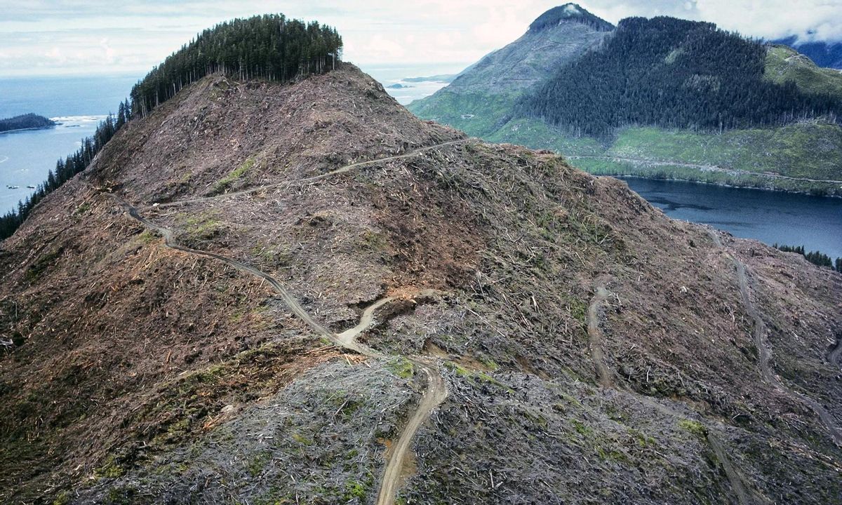 Tala rasa en un monte de British Columbia, en Estados Unidos.