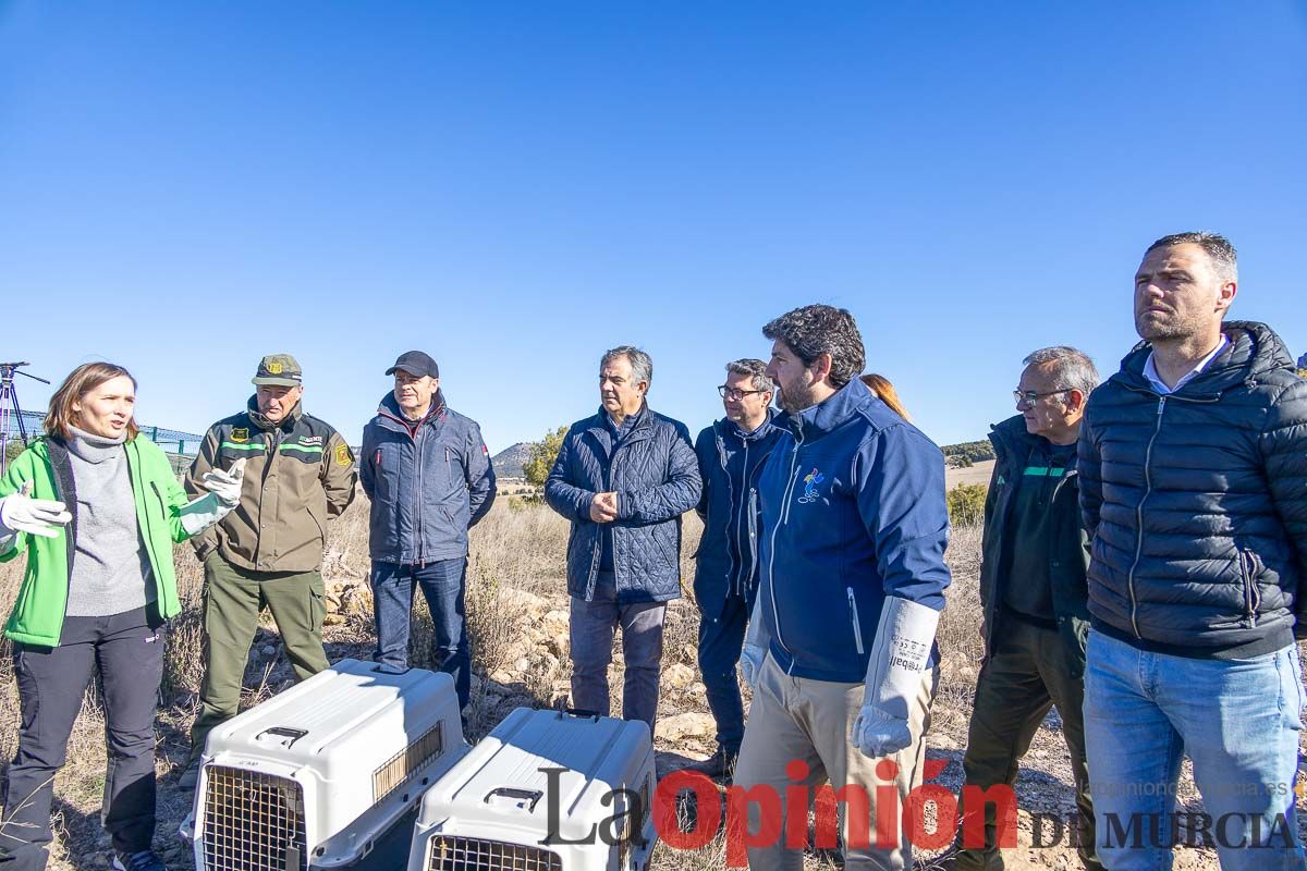 Suelta de dos buitres leonados en la Sierra de Mojantes en Caravaca