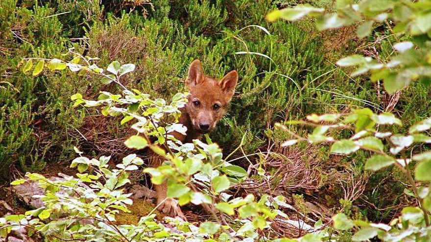 Ejemplar de lobo joven en los Picos de Europa.