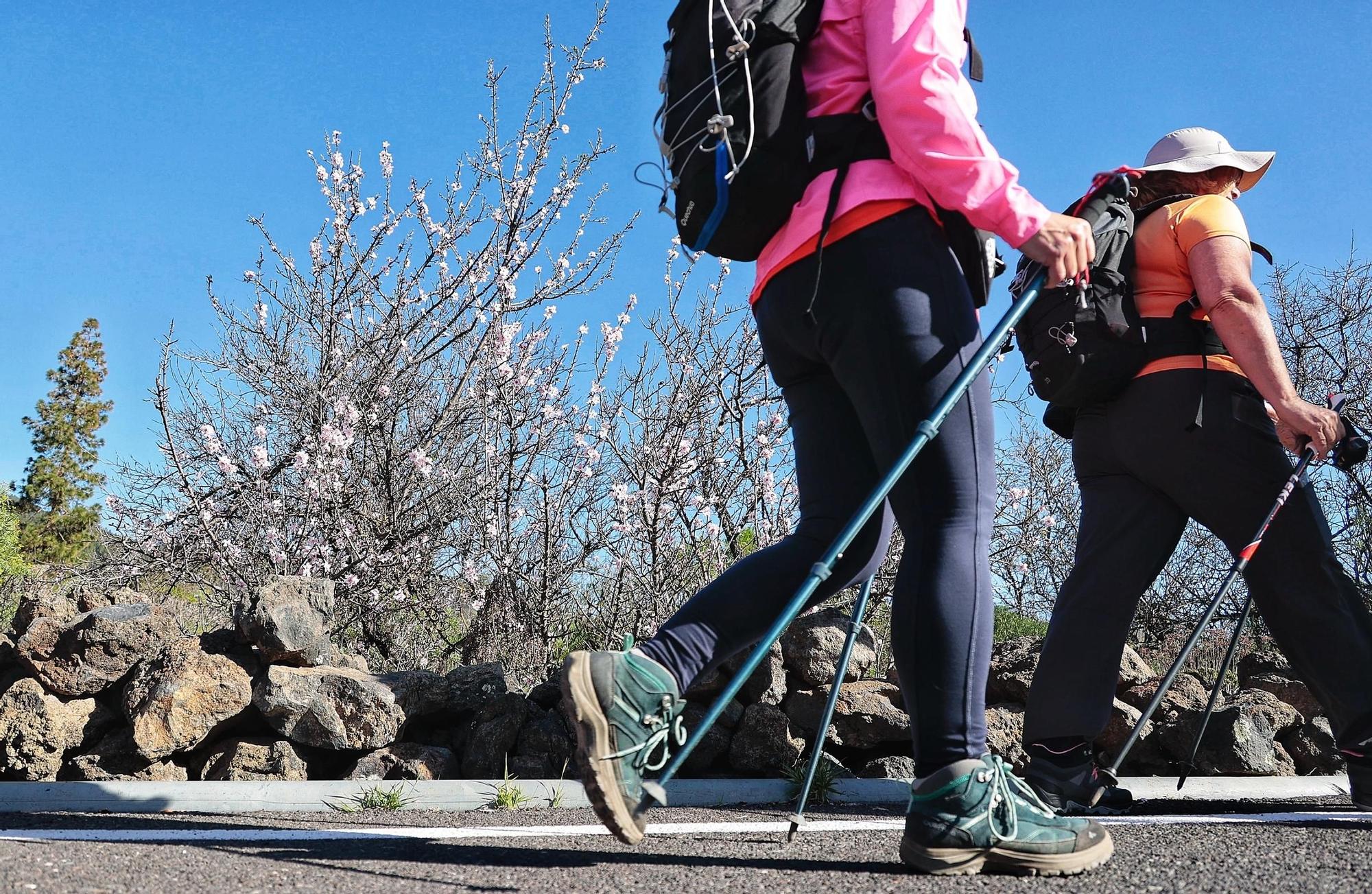 Pateos para ver el almendro en flor