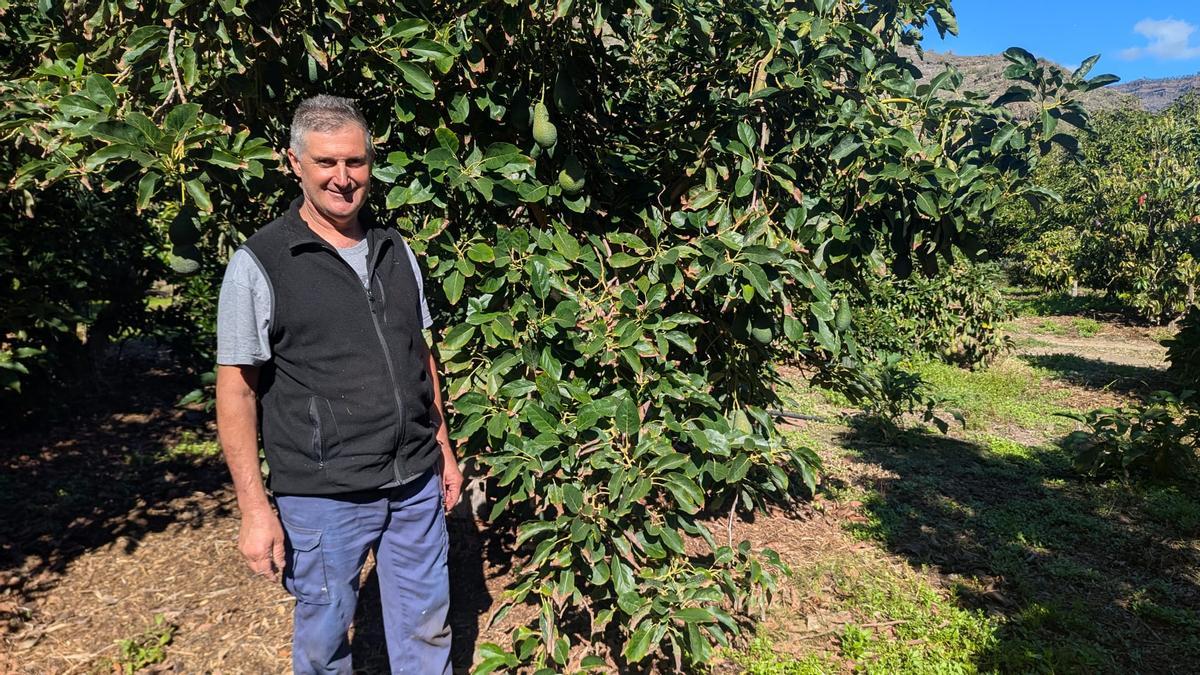 Agustín Sánchez, en su finca de aguacateros en Mogán.