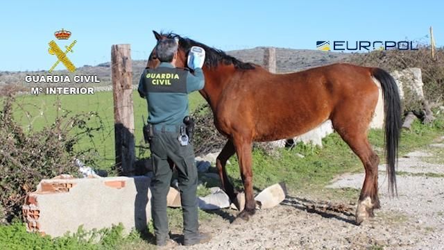 Desmantelada una red internacional que comerciaba con carne de caballo no apta para el consumo