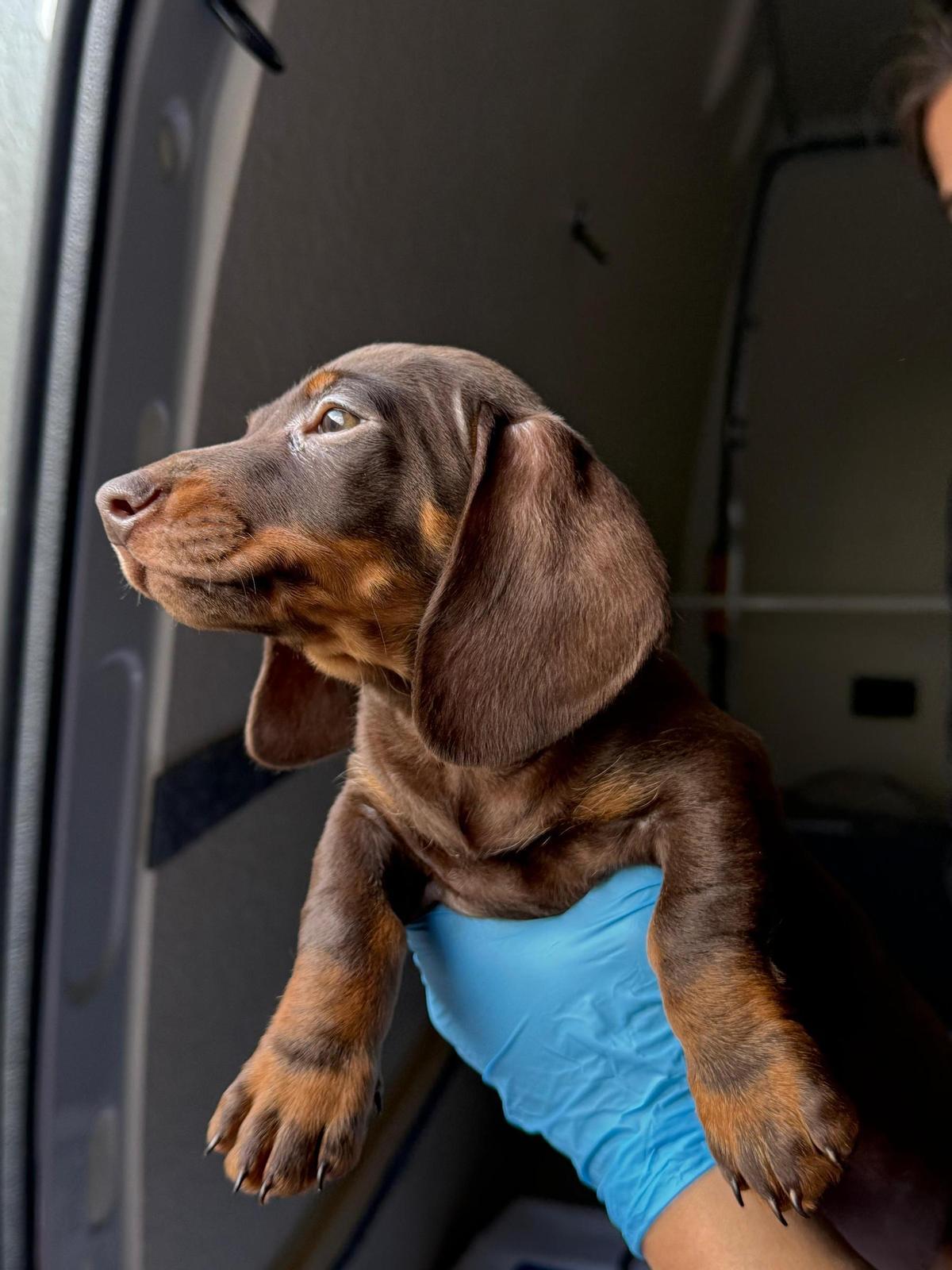 Intercepten a Girona una furgoneta amb 14 cadells importats irregularment d’Eslovàquia