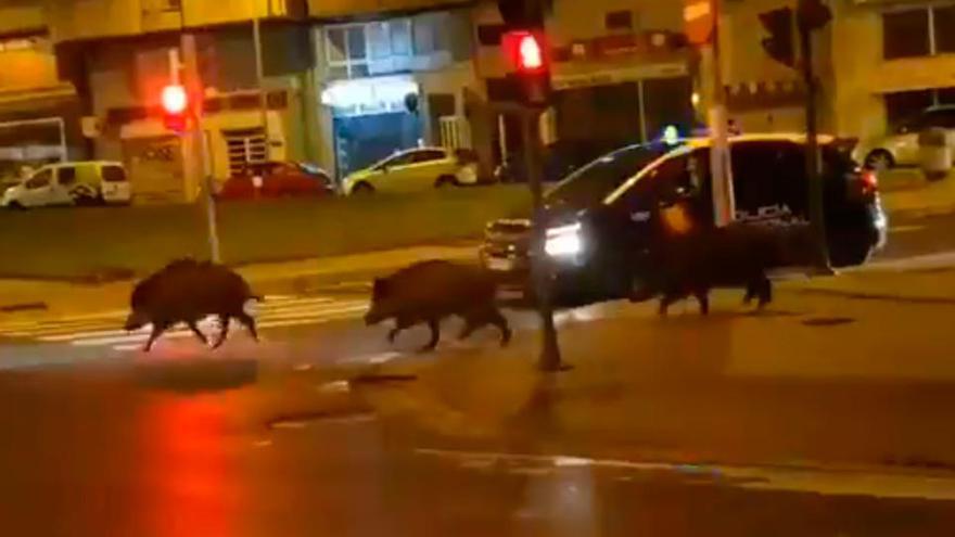 Jabalíes en Lugo la pasada noche. // @MarcosBL