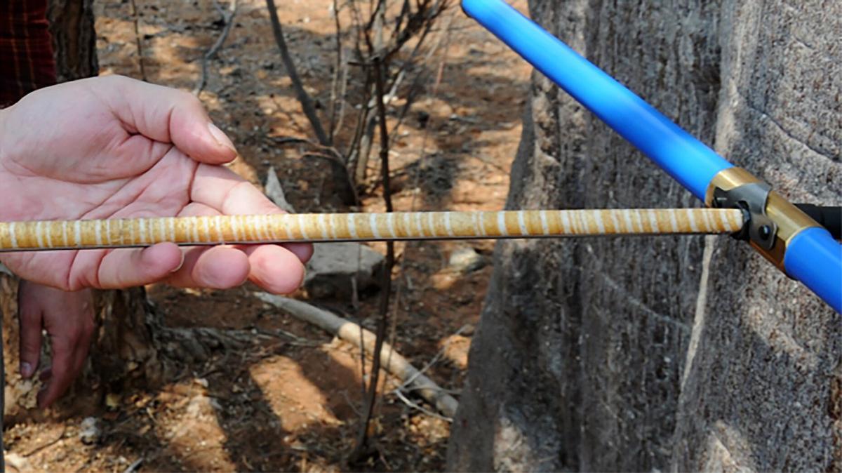 Extracción mínimamente invasiva de una muestra de madera de un tronco de árbol vivo para analizar sus isótopos.