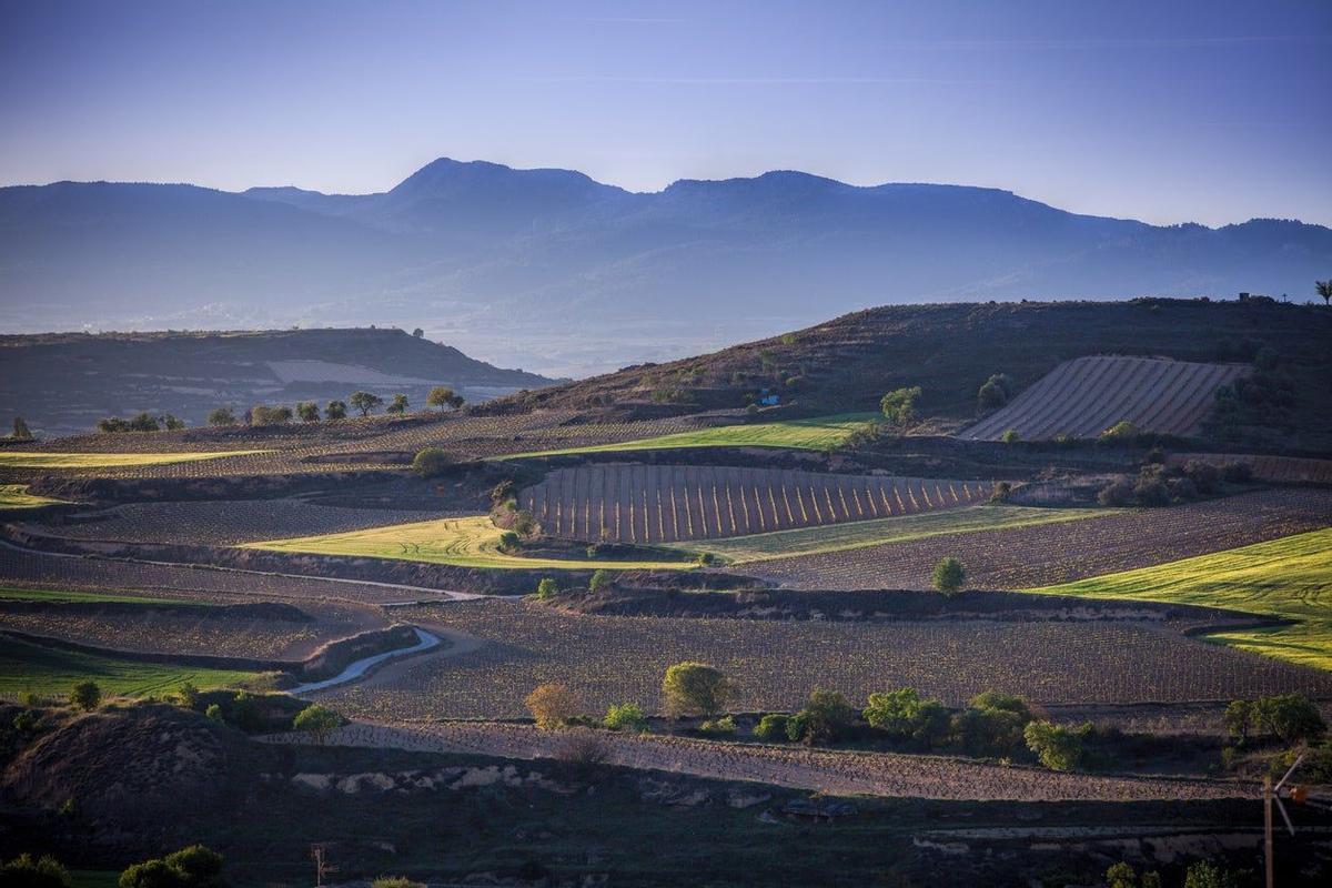 Briones, La Rioja: el medievo entre viñedos
