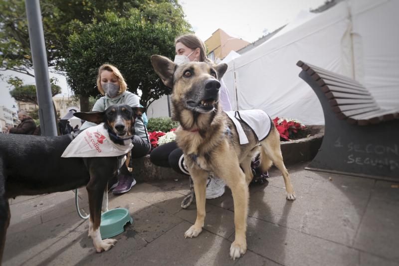 Feria de la Adopción de Animales en La Laguna