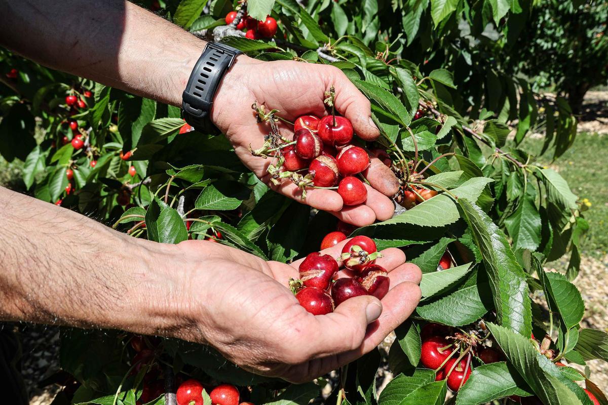 Cerezas agrietadas a causa de la lluvia en la zona de Almudaina.