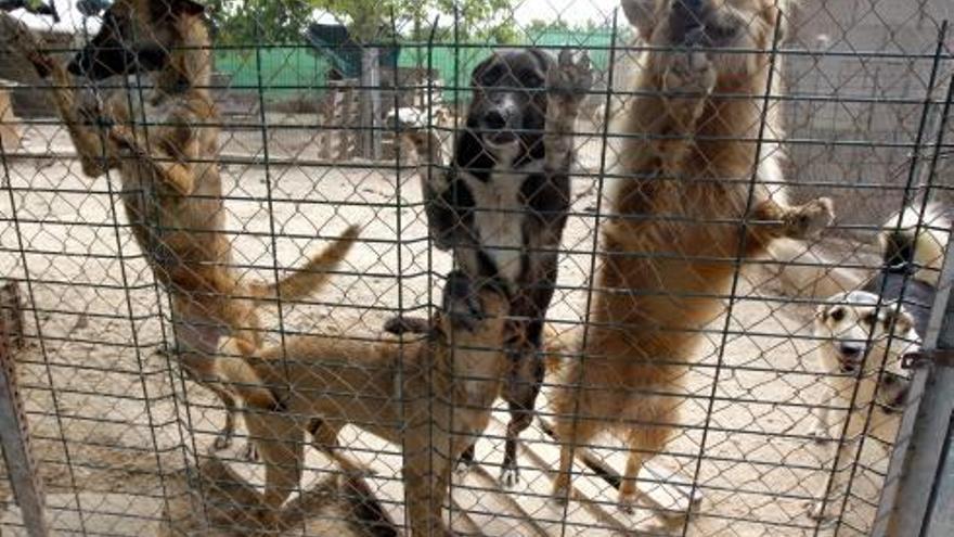 La protectora alcireña deja de recoger animales desbordada por los abandonos del verano