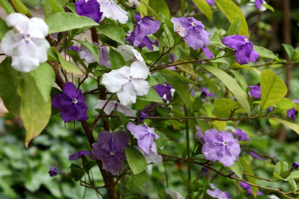 MAYO. Las abejas, mariposas y aves la frecuentan mucho. El precioso jazmín del Paraguay cuenta con 'Brunfelsoa pauciflora', flores cuya corola puede ser de color morado, lila o blanco, según la época. Pese a su belleza, hay que tener cuidado con sus semillas, pues ha causado la muerte de animales que las han comido. Podemos verla en el centro del jardín y junto al invernadero.