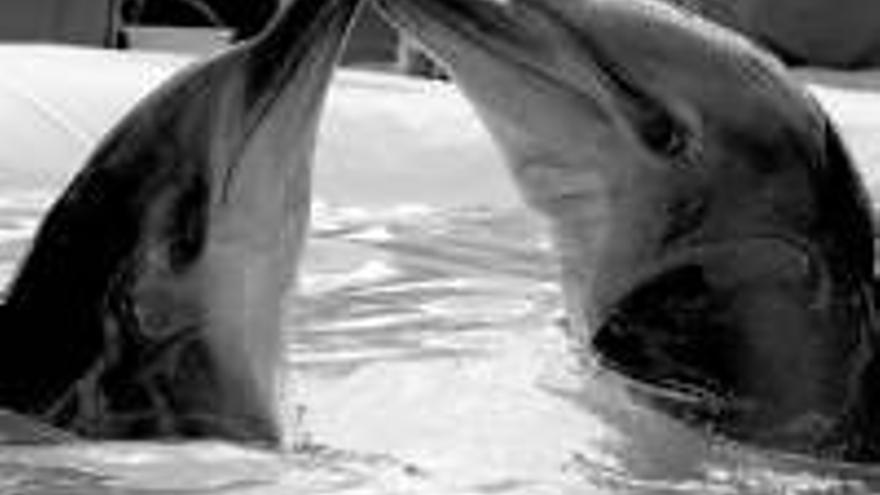 La conducta sexual del delfín es similar a la humana