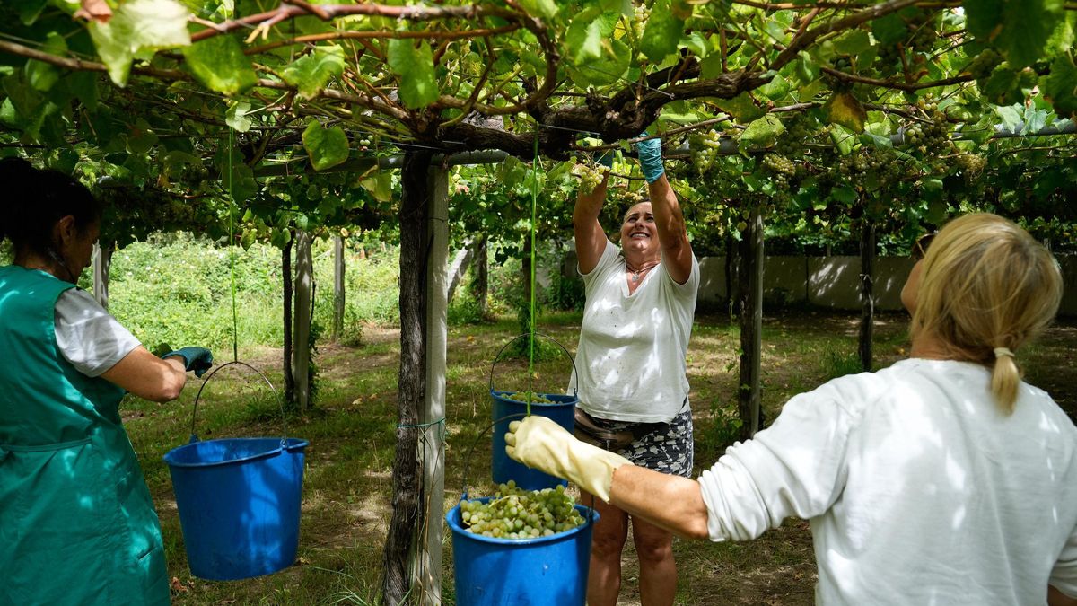 La vendimia en viñedos de Vilariño (Cambados) para la cooperativa Martín Códax.