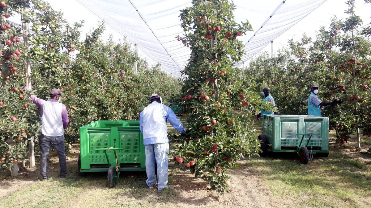 Imatge d&#039;arxiu d&#039;una producció agrària.