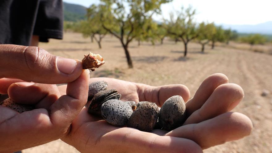 La plaga de la avispilla del almendro reduce el 30% de la cosecha a los seis años de detectarse en Alicante