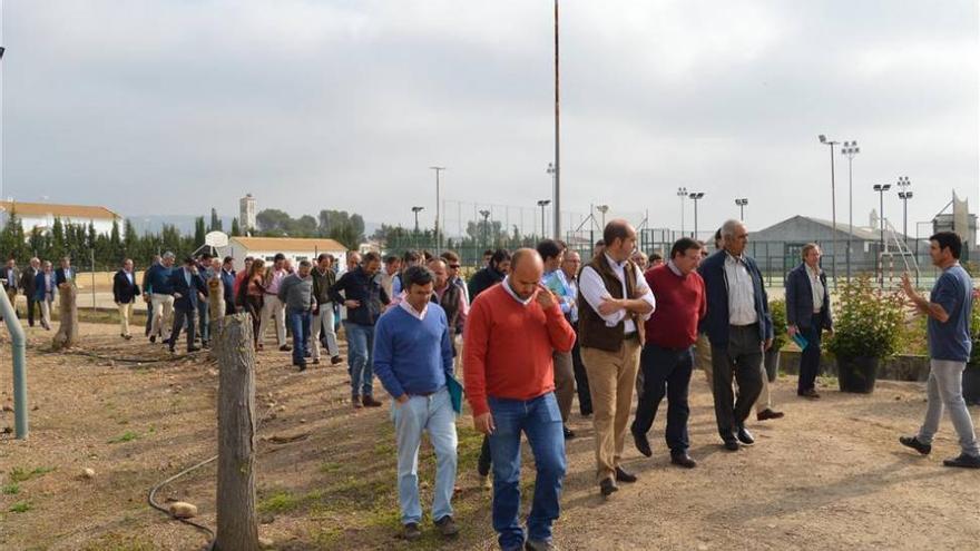 Investigan una planta resistente a la verticilosis