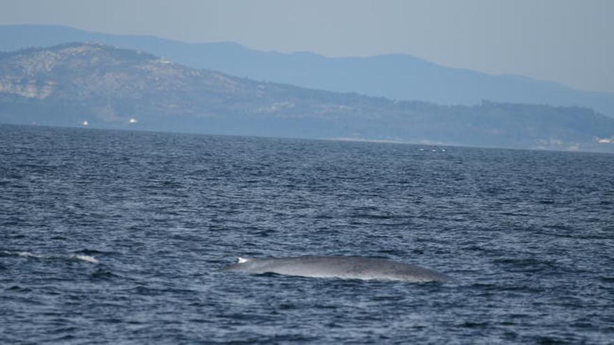 Las ballenas se pasean por la costa gallega