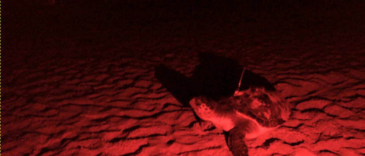 Imagen de una tortuga boba a la que se instaló un emisor vía satélite en Cala Capitana en 2018