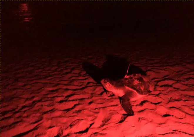 Torrevieja inicia la campaña para informar de posibles nidificaciones de tortugas marinas en sus playas