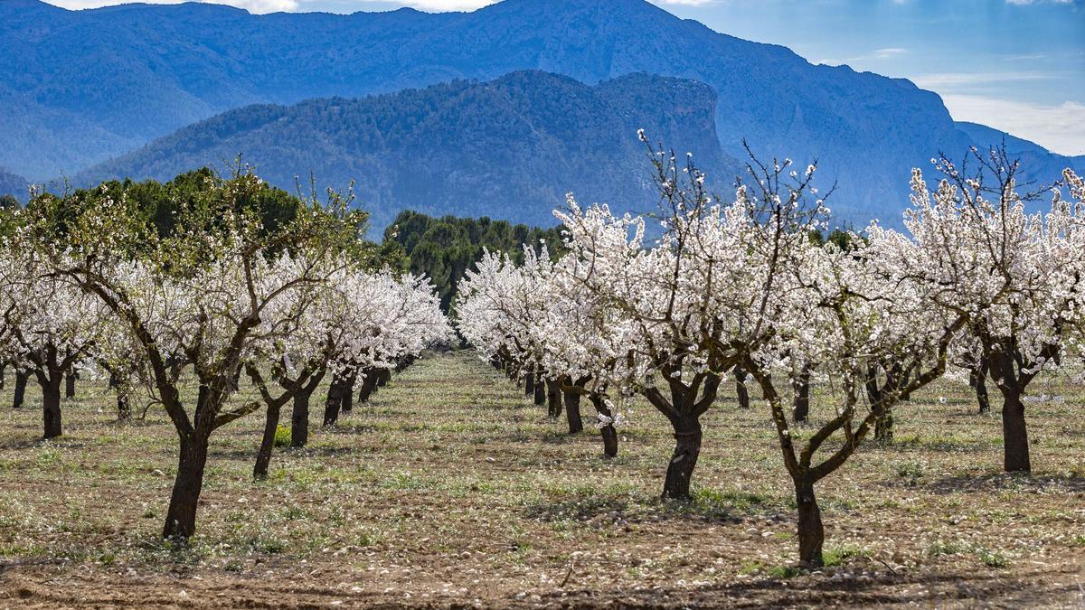 Las mejores imágenes de la floración de Mula