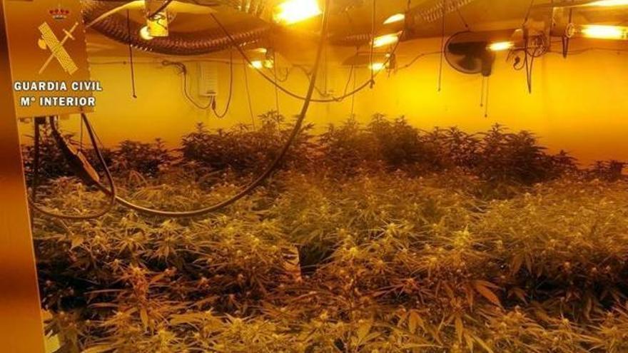 Detenido un vecino de Guareña por tener 700 plantas de marihuana en dos viviendas