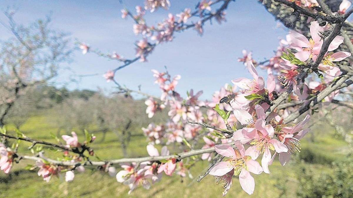 Garrovillas florece con sus almendros