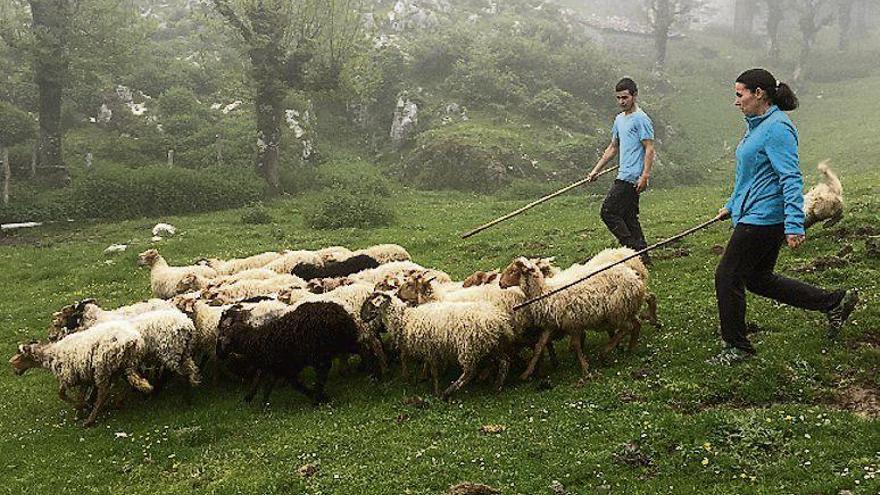 Un rebaño de ovejas en Asturias. En el recuadro, José Vicente López-Bao.