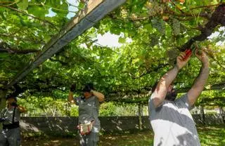 Vendimia 2024: 42 millones de kilos y tercera mejor marca histórica