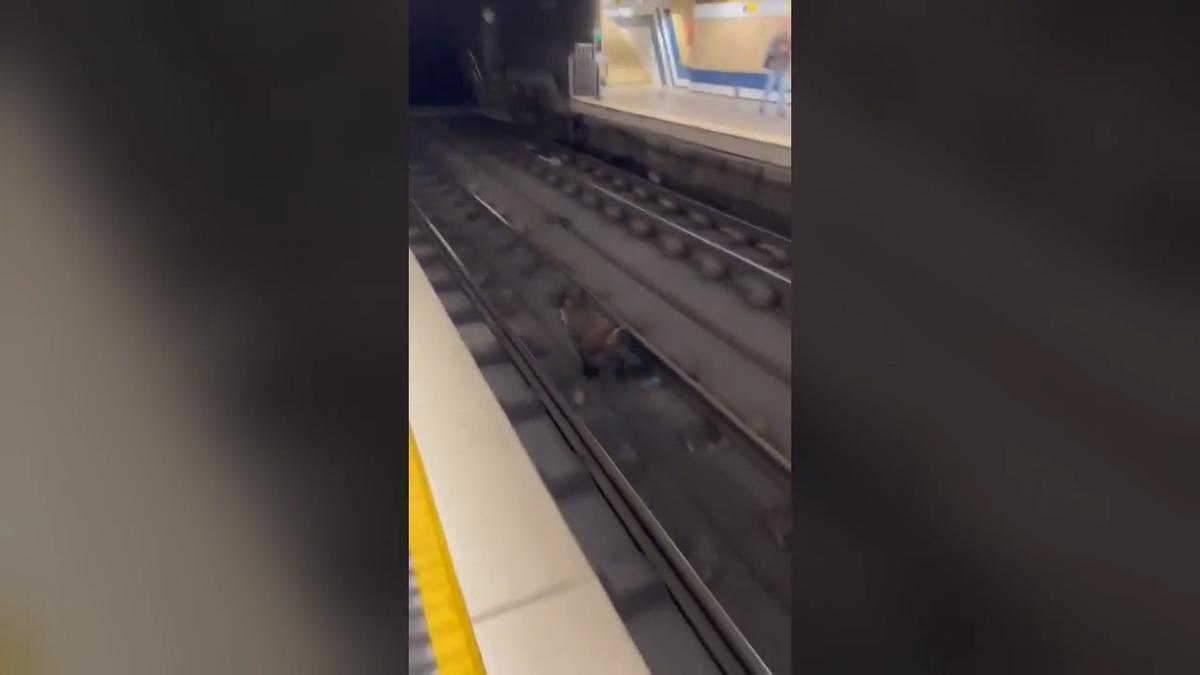 Vídeo: Un jabalí se cuela en las vías del metro de València y siembra el caos