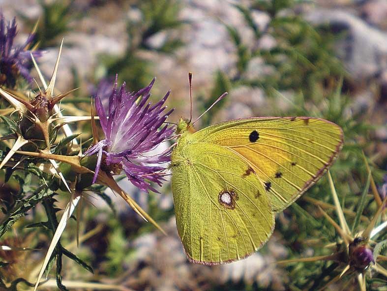 Der Postillon-Schmetterling sitzt auf der Stern-Flockenblume.