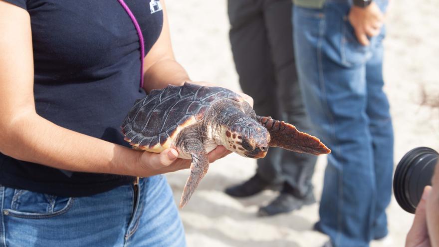 El 75% de las 37 tortugas rescatadas este año en Baleares estaban enredadas en plástico