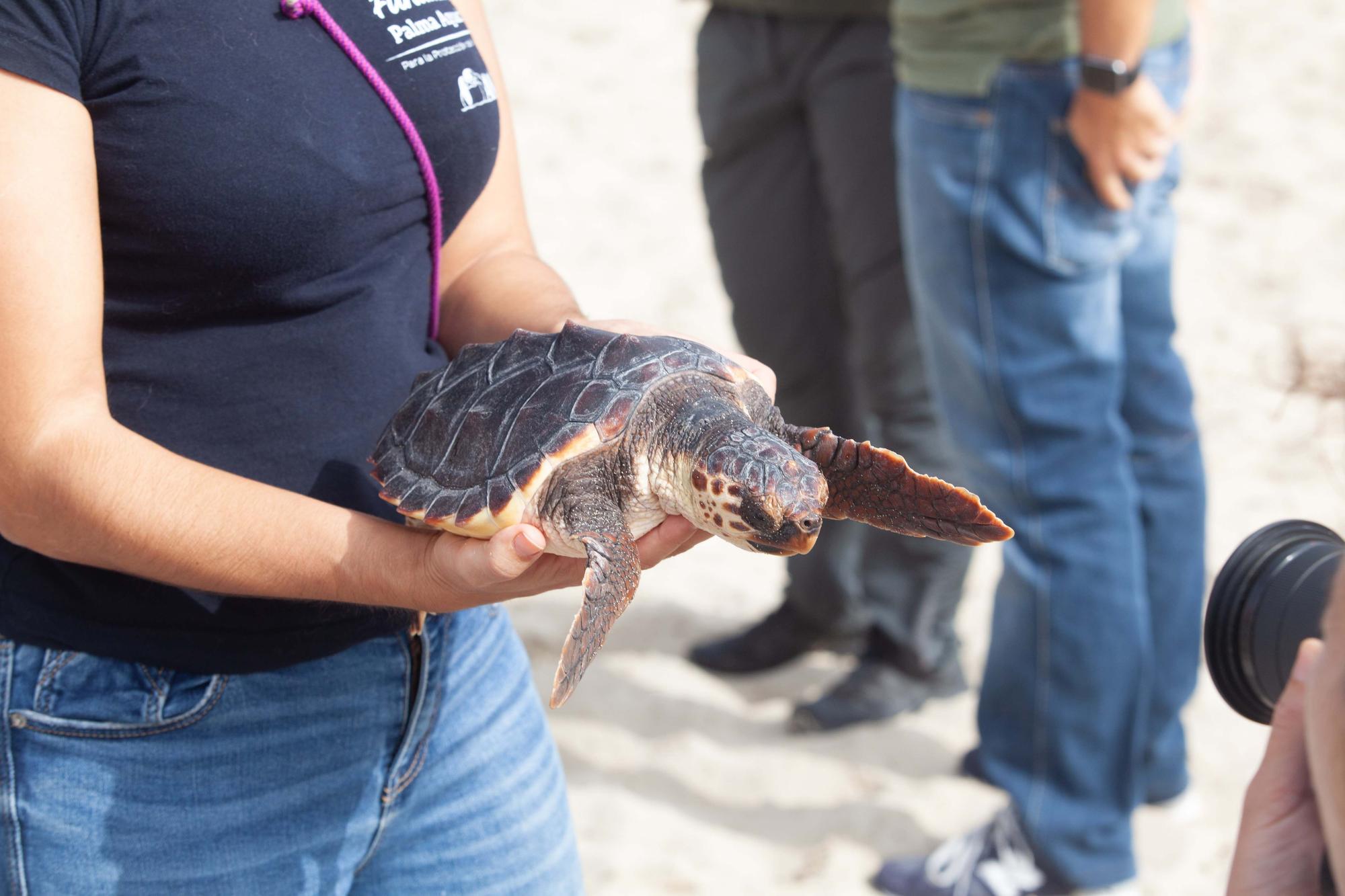 Ponen en libertad a las primeras tortugas nacidas en una playa de Ibiza