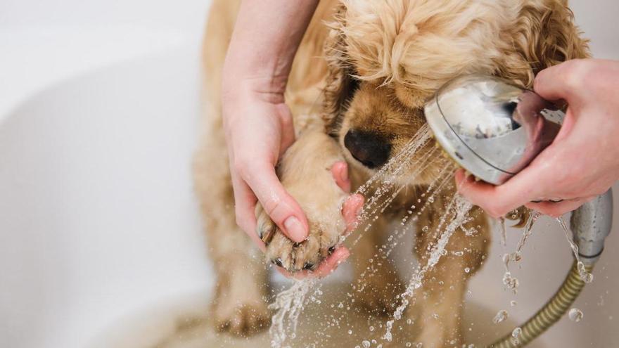 Este es el secreto para eliminar el olor a mascota de tu casa