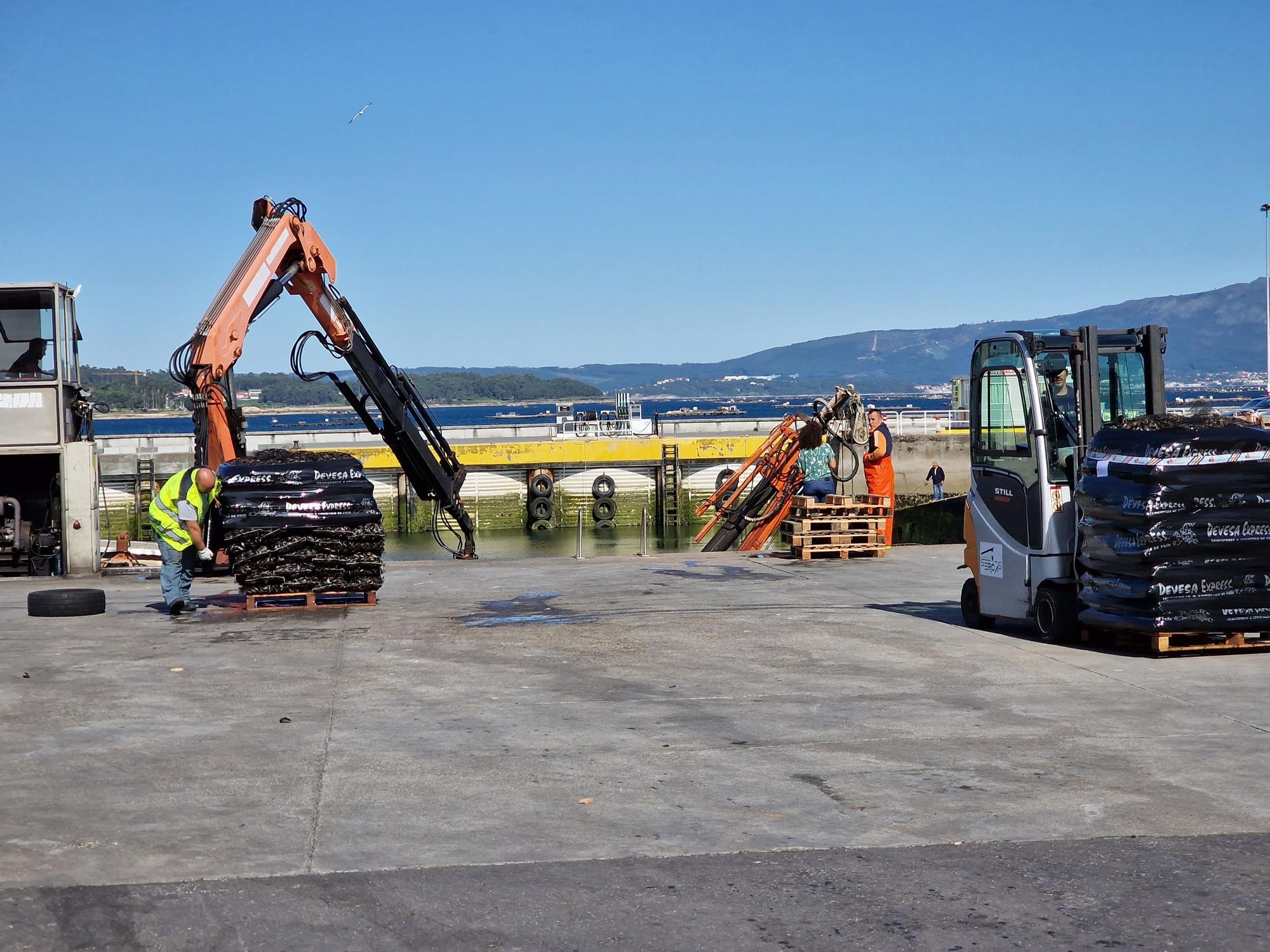 Descargas de mejillón en Arousa.