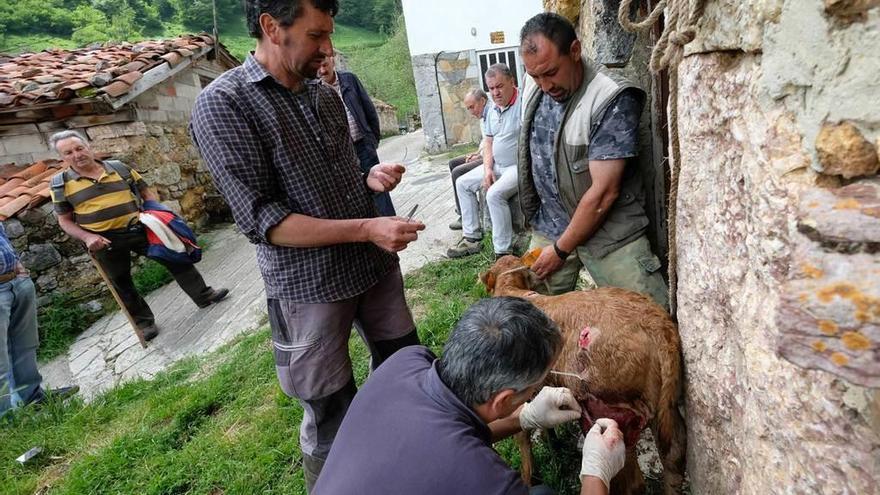 El veterinario Alberto Martínez cura la herida del ternero, con la ayuda de Quique González y el ganadero Simón del Corro, ayer, en Tuiza de Arriba.