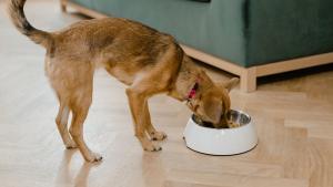 Los mejores piensos para perros que puedes comprar, según la OCU