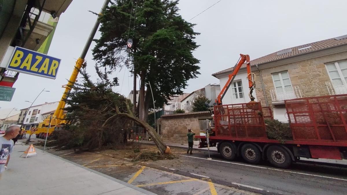 Un momento del dispositivo de retirada del árbol.