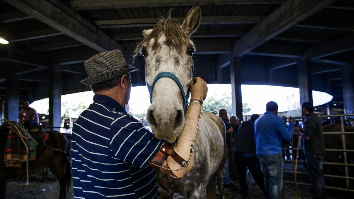 Un ejemplar equino en la Feria de San Simón de Grado.