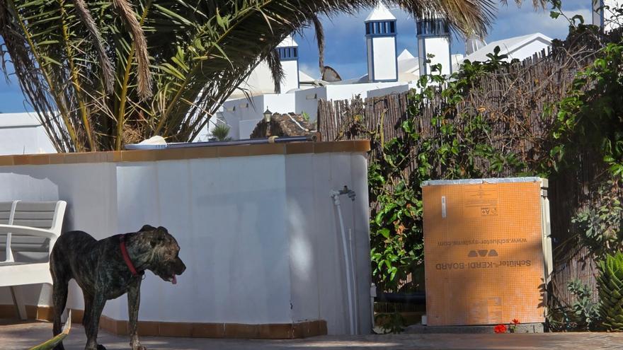 Maltrato animal en Lanzarote: investigan a un hombre por ataques de sus perros en Haría